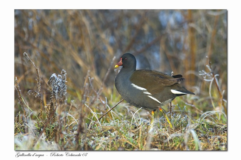 Gallinella d''acqua - Gallinula chloropus